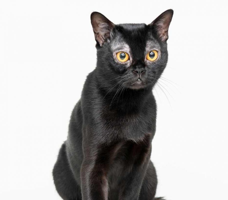 Bombay-cat-category