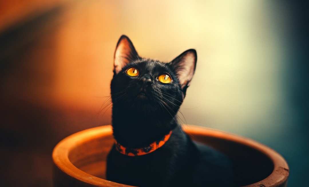 Bombay-cat-pot-mobile