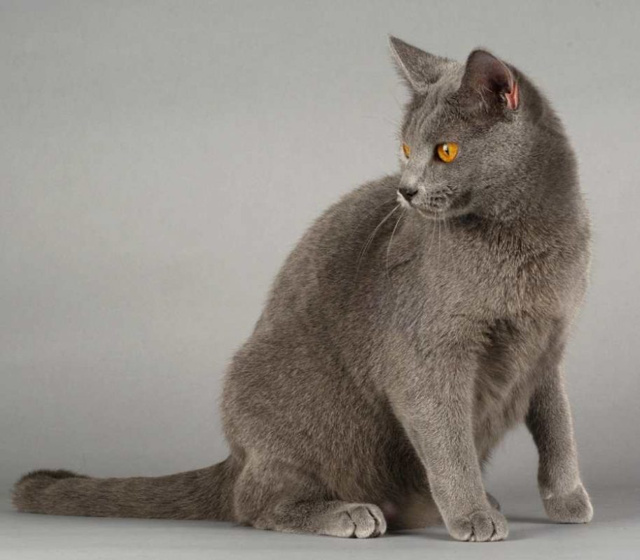 Chartreux-cat-category