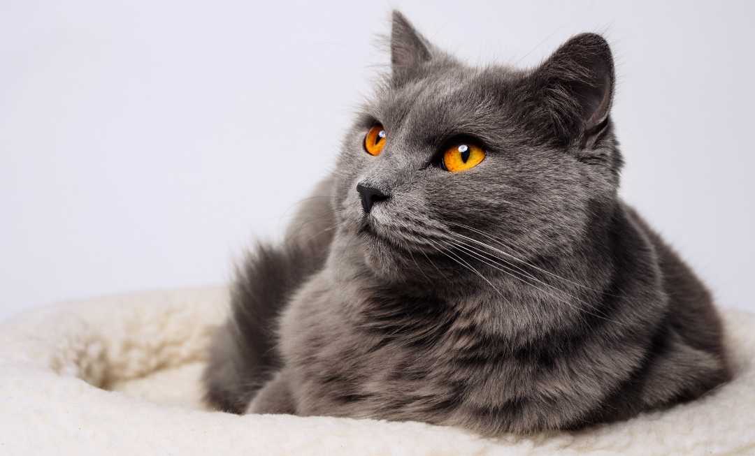 Chartreux-cat-closeup-mobile