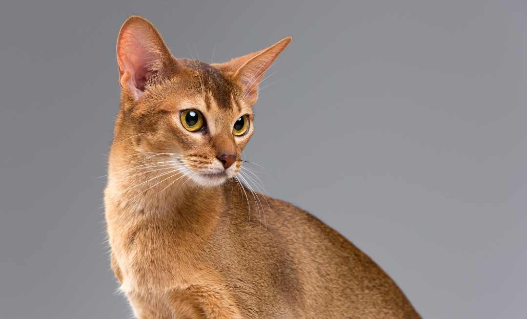 abyssinian-mobile-banner