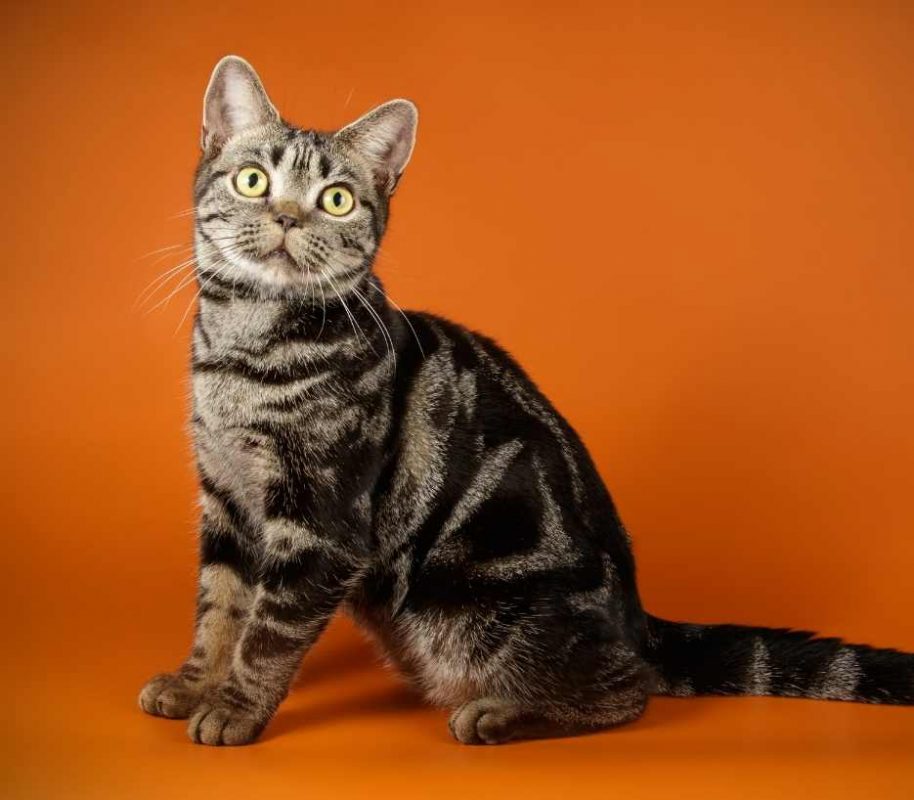 american-shorthair-category