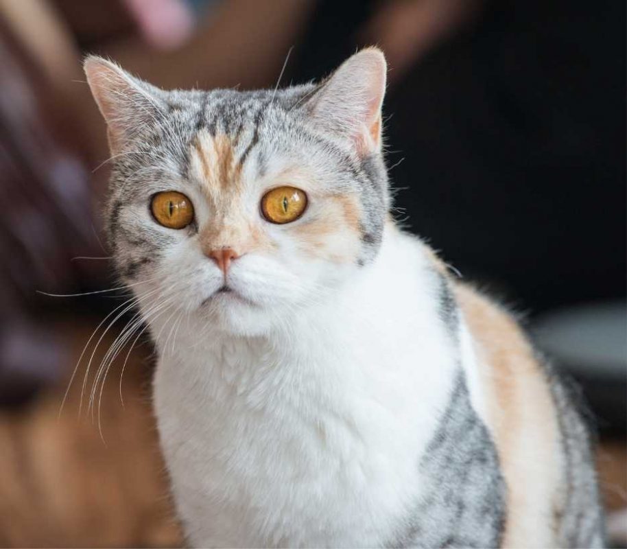 american-wirehair-category