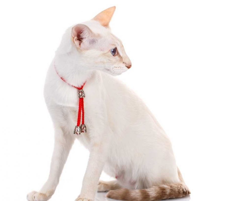 balinese-cat-category