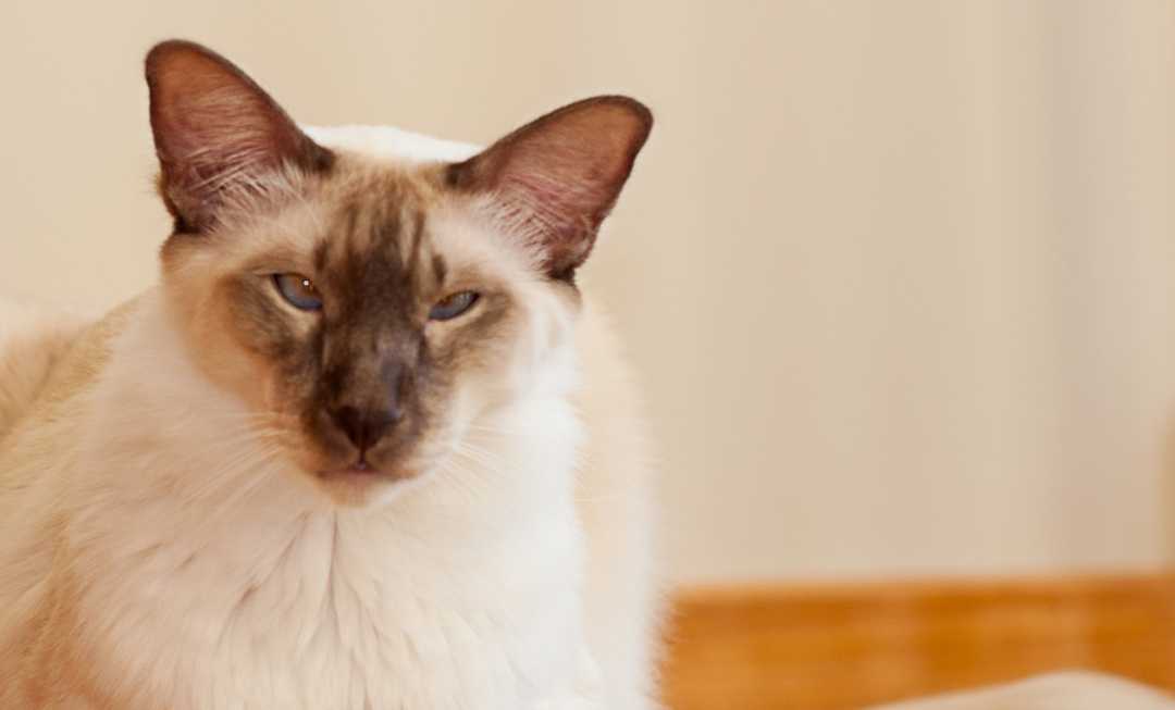 balinese-cat-closeup-mobile