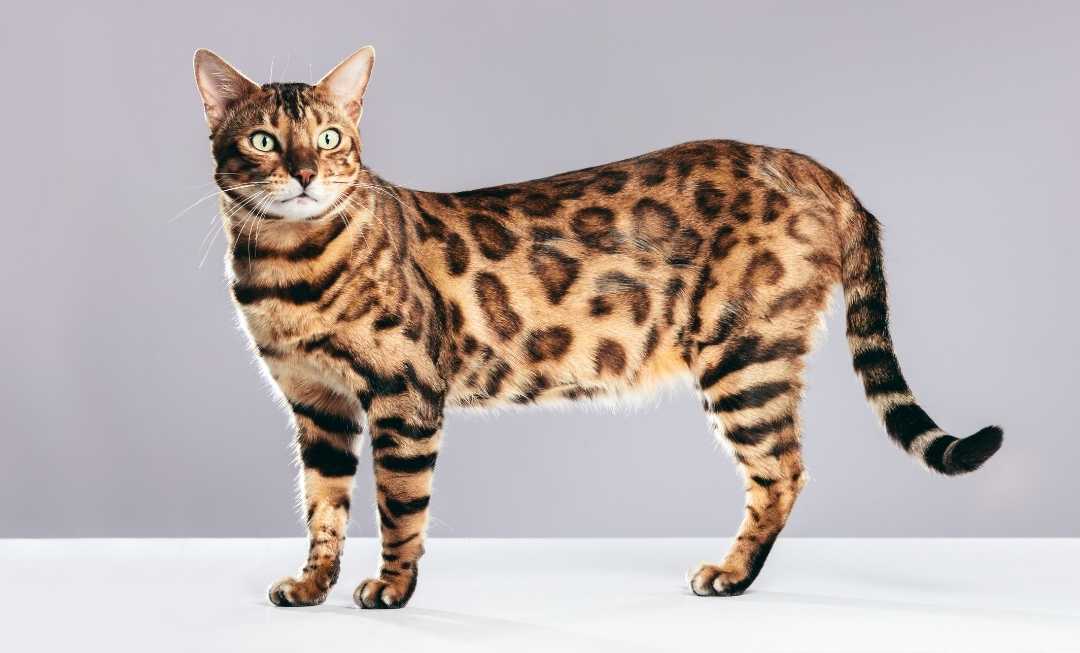 bengal-cat-side-mobile