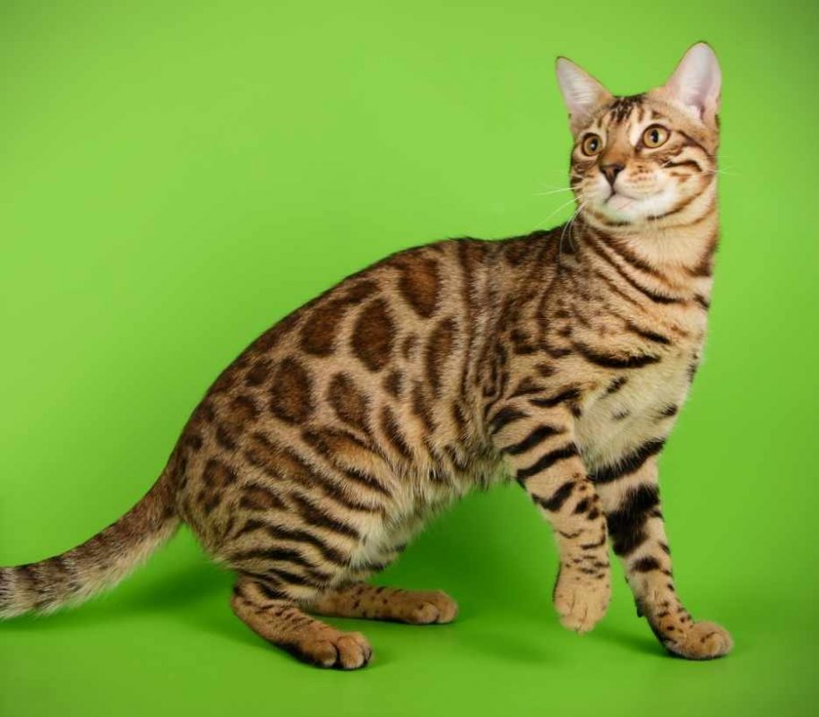 bengal-category