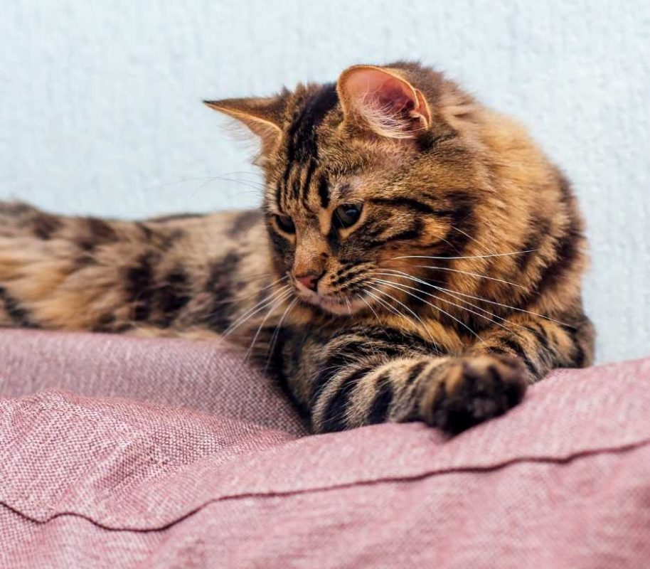 bengal-longhair-category