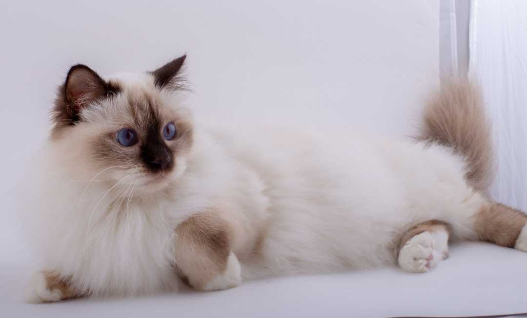 birman-cat-banner-mobile