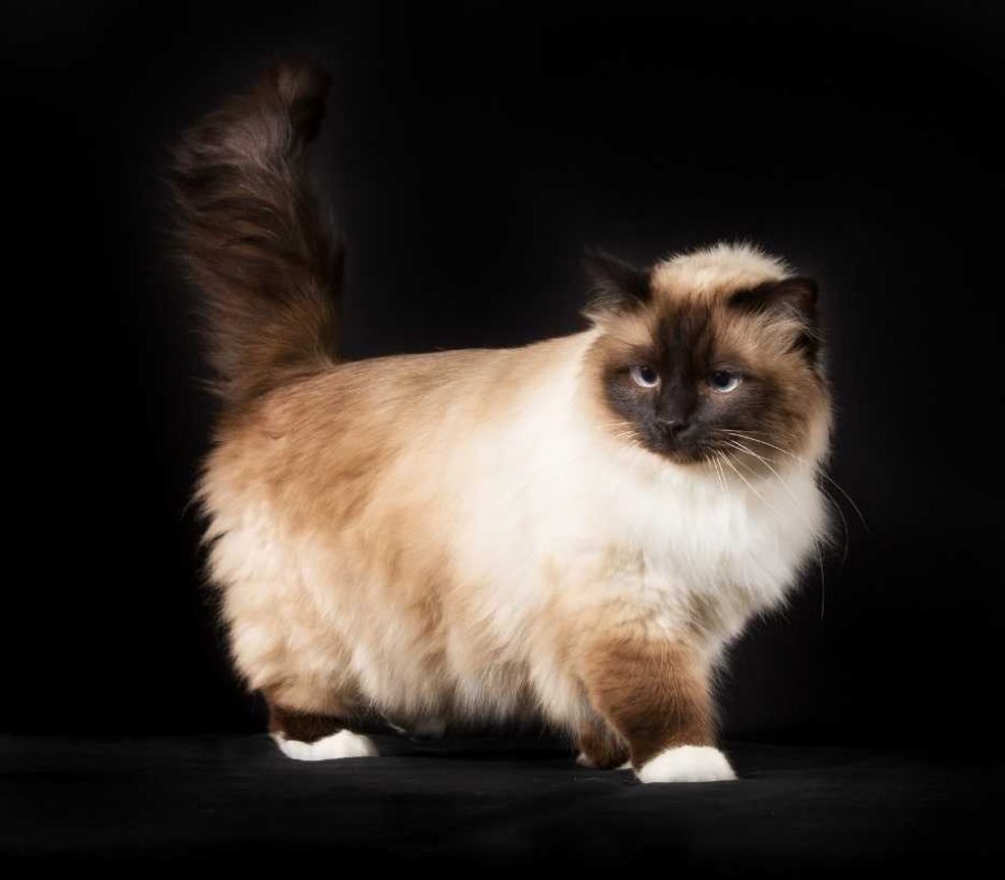 birman-cat-category