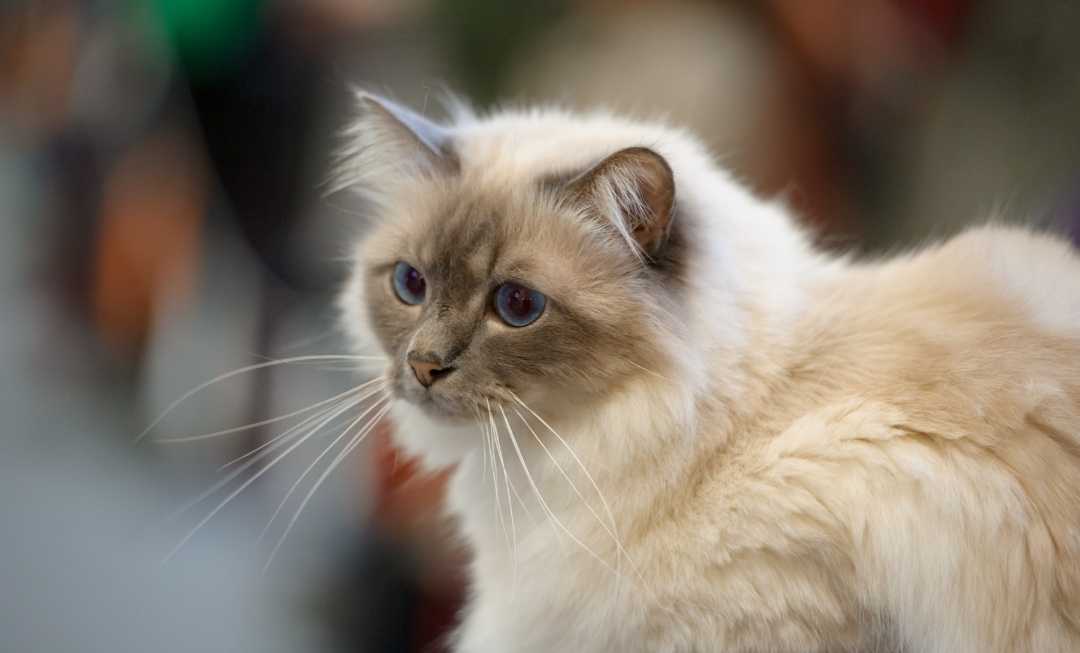 birman-cat-mobile