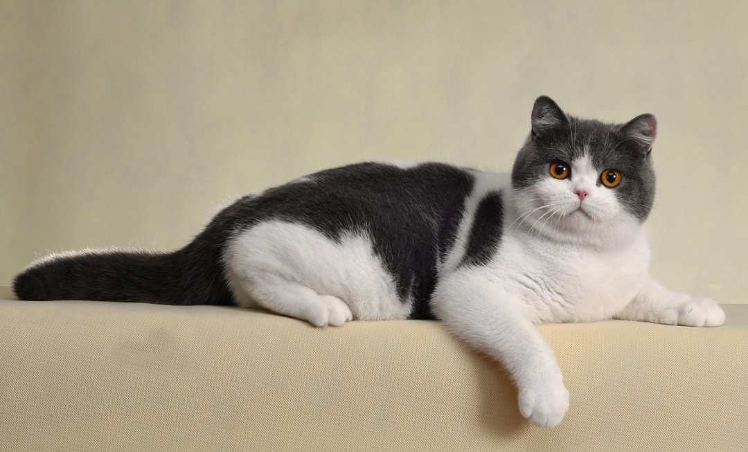 british-shorthair-mobile