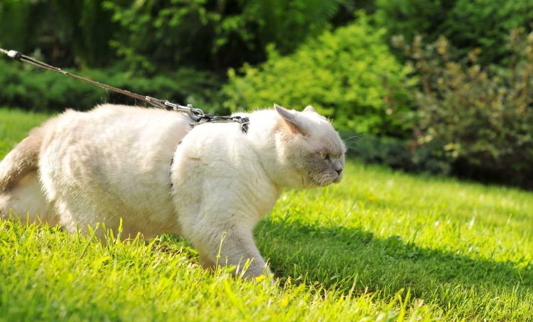 british-shorthair-outside-mobile