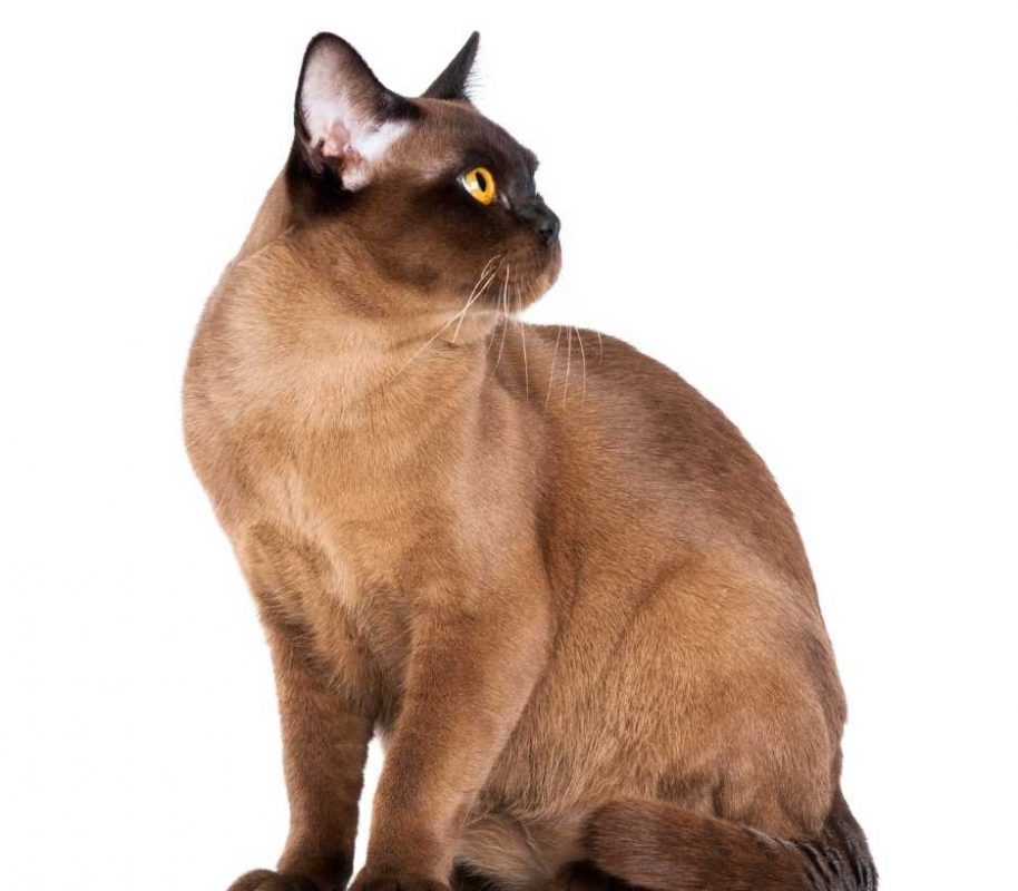 burmese-cat-category