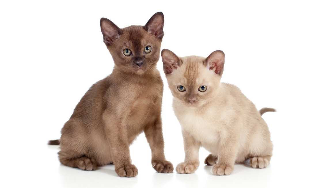 burmese-cat-kittens-mobile