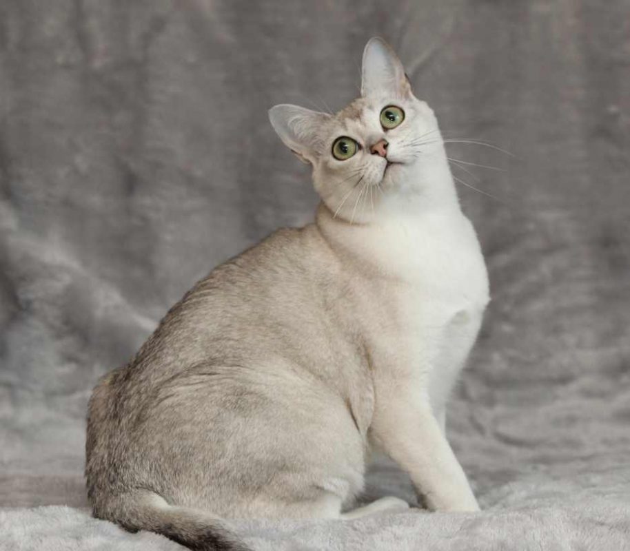 burmilla-cat-category