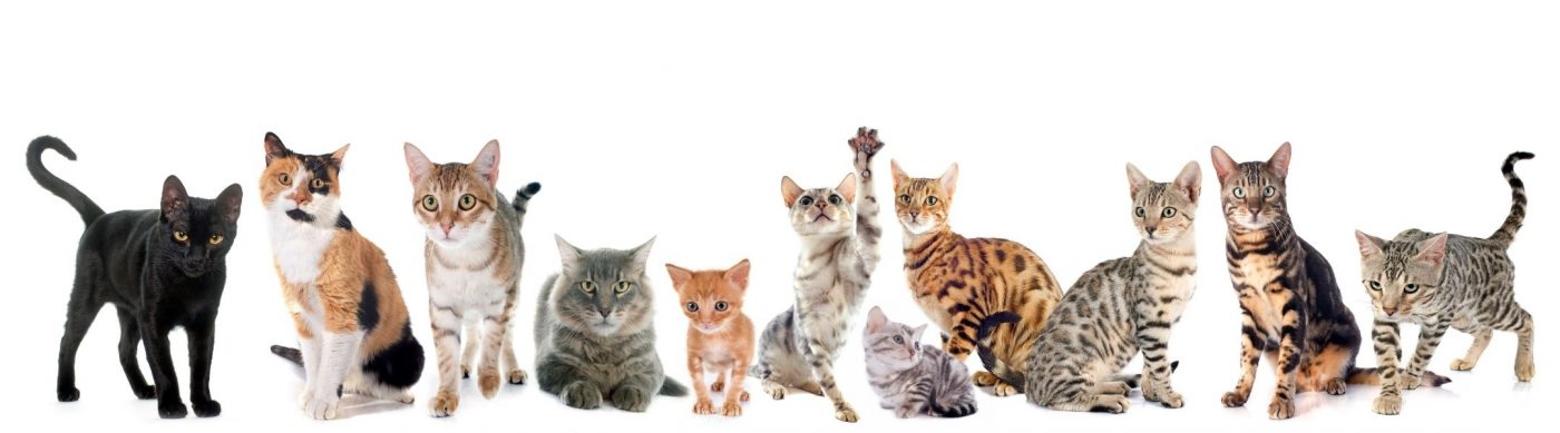 catbreed-list-banner