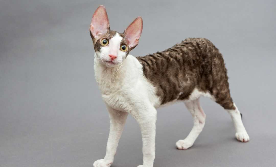 cornish-rex-mobile