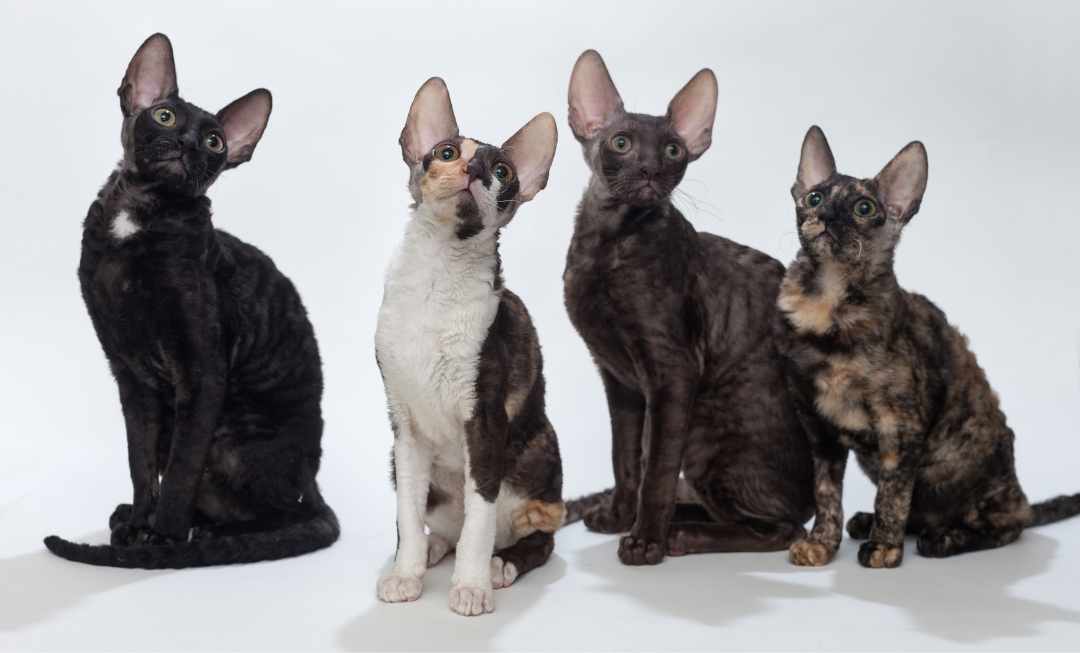 cornish-rex-variations-mobile