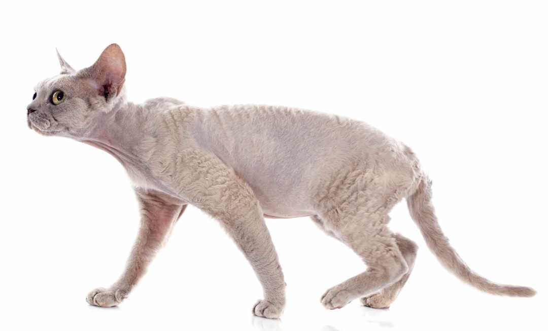 devon-rex-cat-banner-mobile