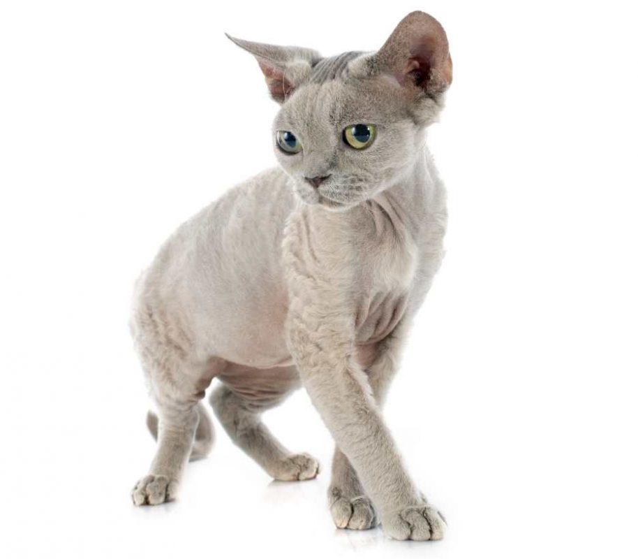 devon-rex-cat-category