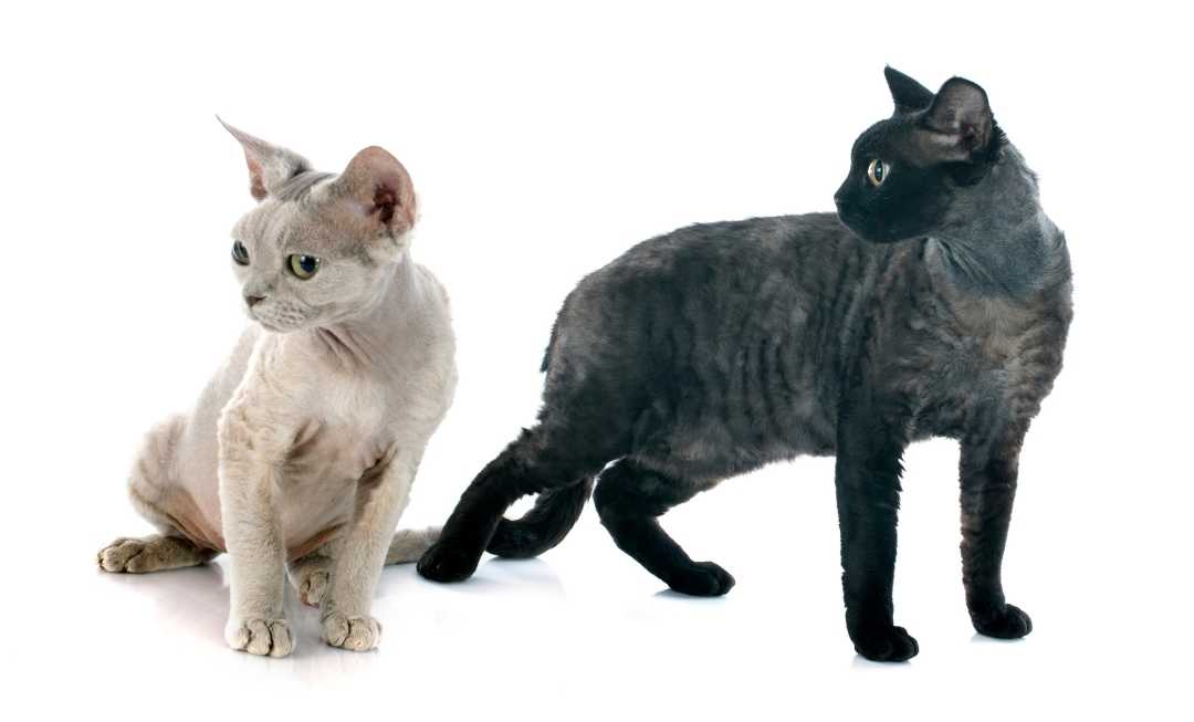 devon-rex-cat-siblings-mobile