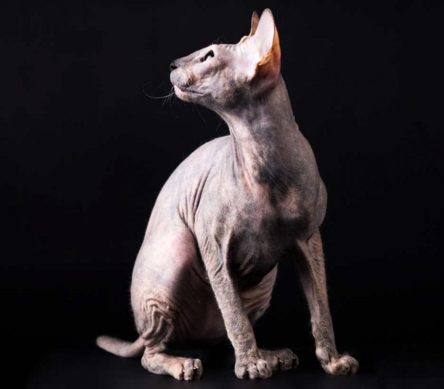 donskoy-don-sphynx-category