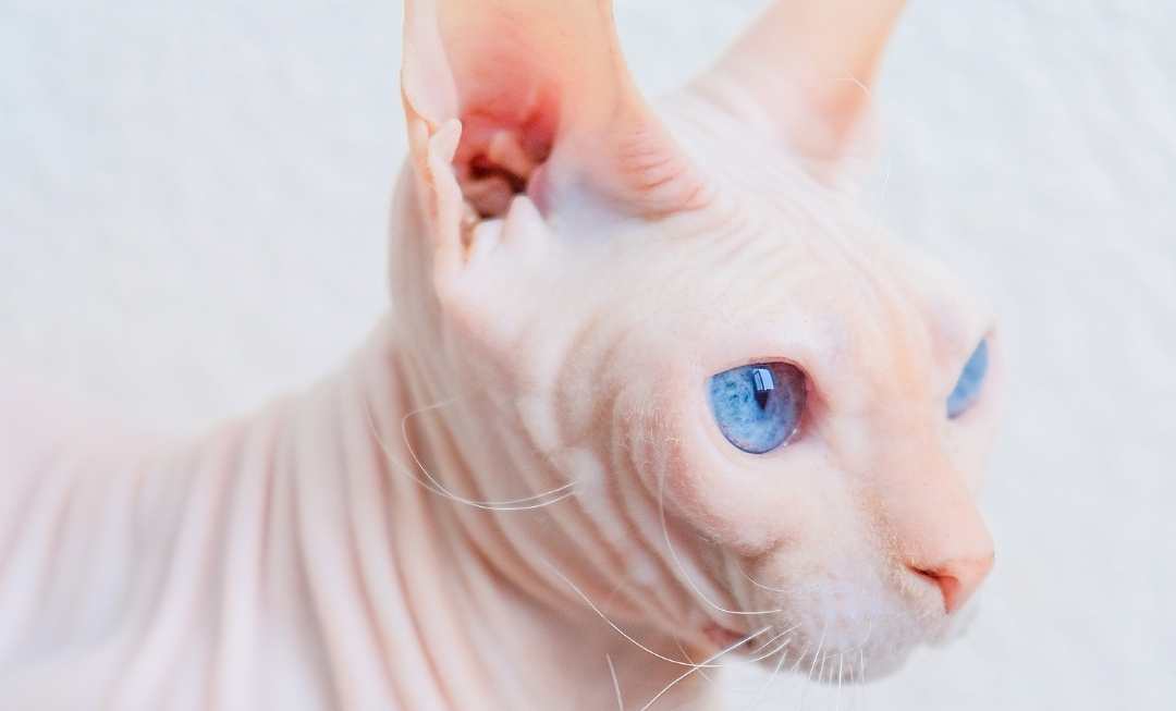 donskoy-don-sphynx-face-mobile