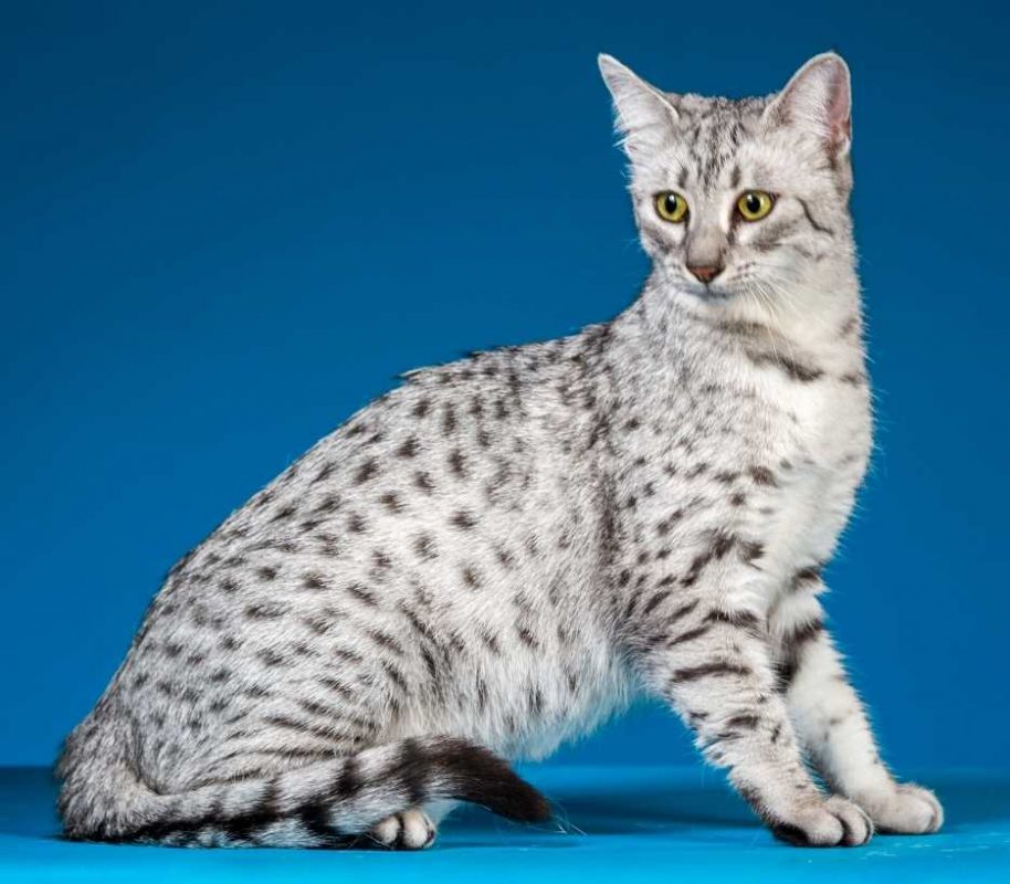 egyptian-mau-category