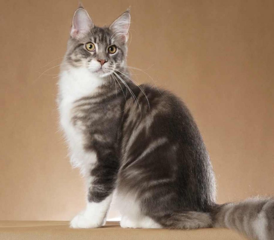 maine-coon-category