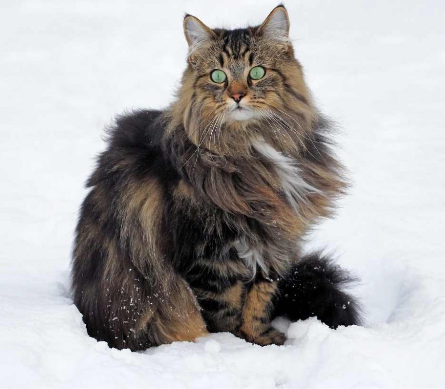 norwegian-forest-cat-category