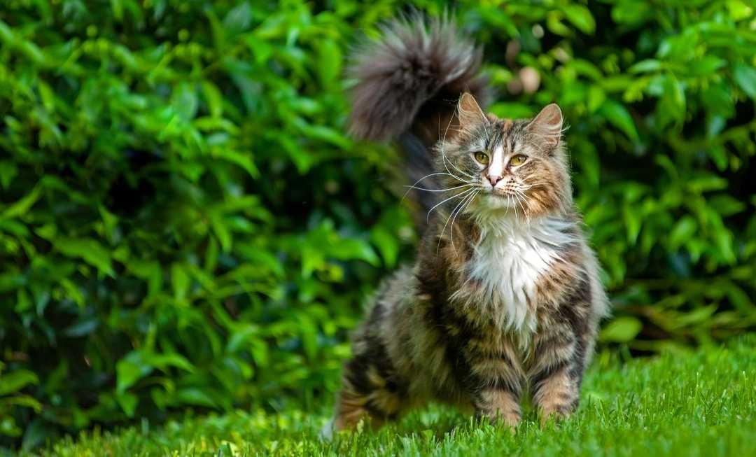 norwegian-forest-cat-outdoor-mobile