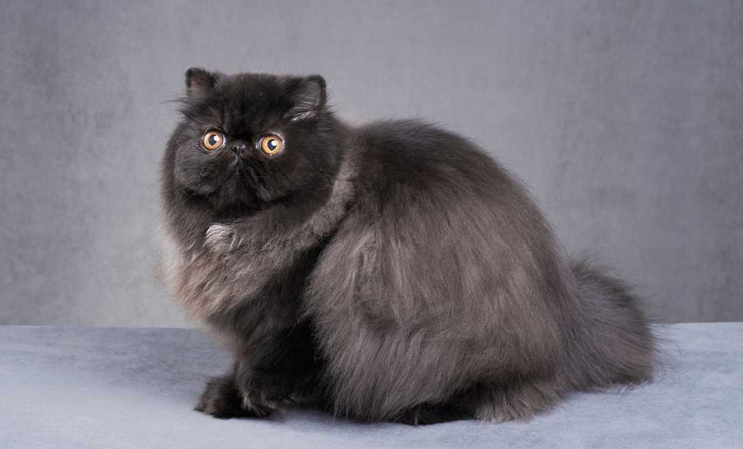 persian-cat-black-mobile