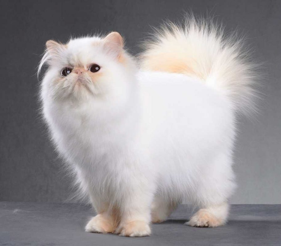 persian-cat-category