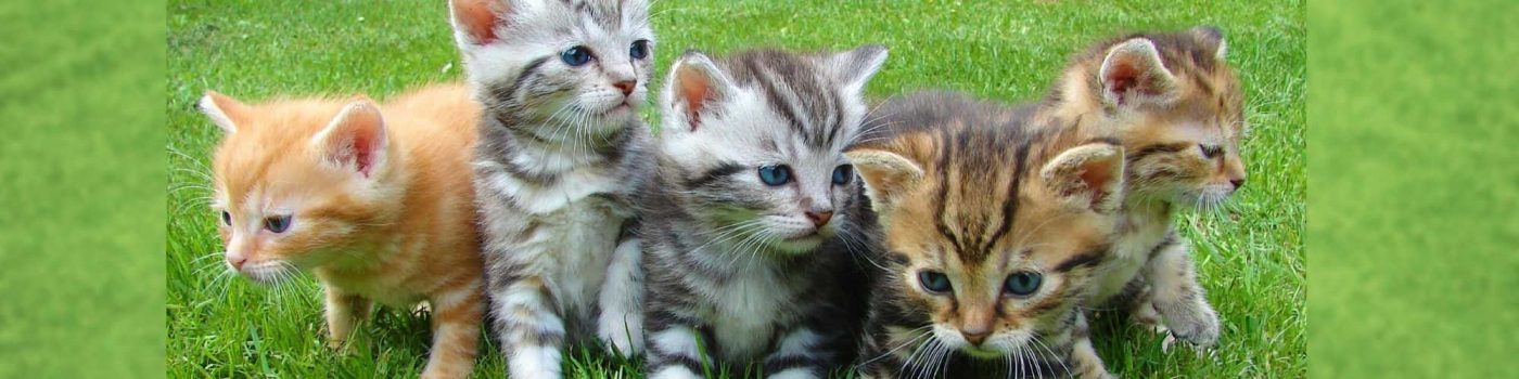 Cat Breeder questions for adoption - blog