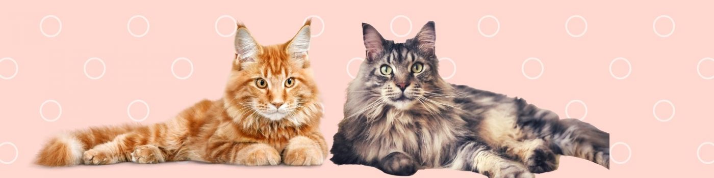 Cat breed vs mixed advantages - blog