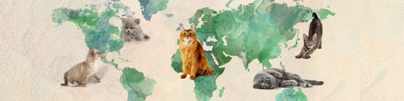 Cat feline federations of the world - blog