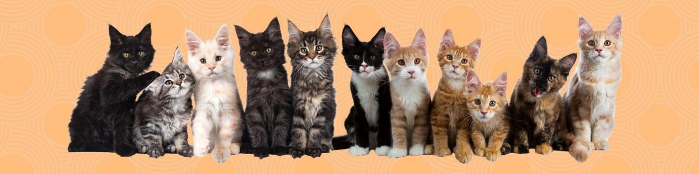 cat breed vs alley cat banner blog