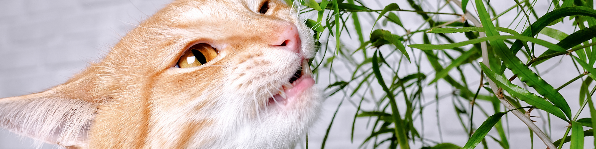 cat eatin a plant - what are the toxic plants for cats