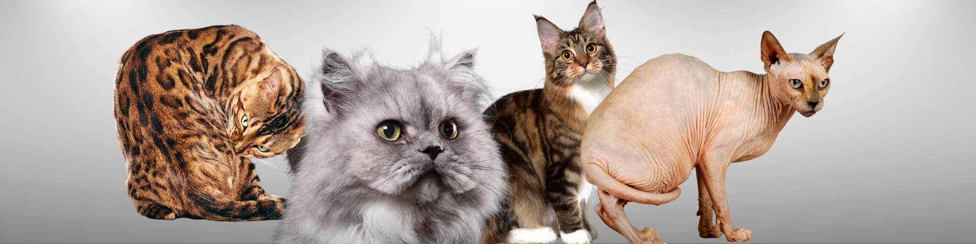 the 10 most popular cat breeds