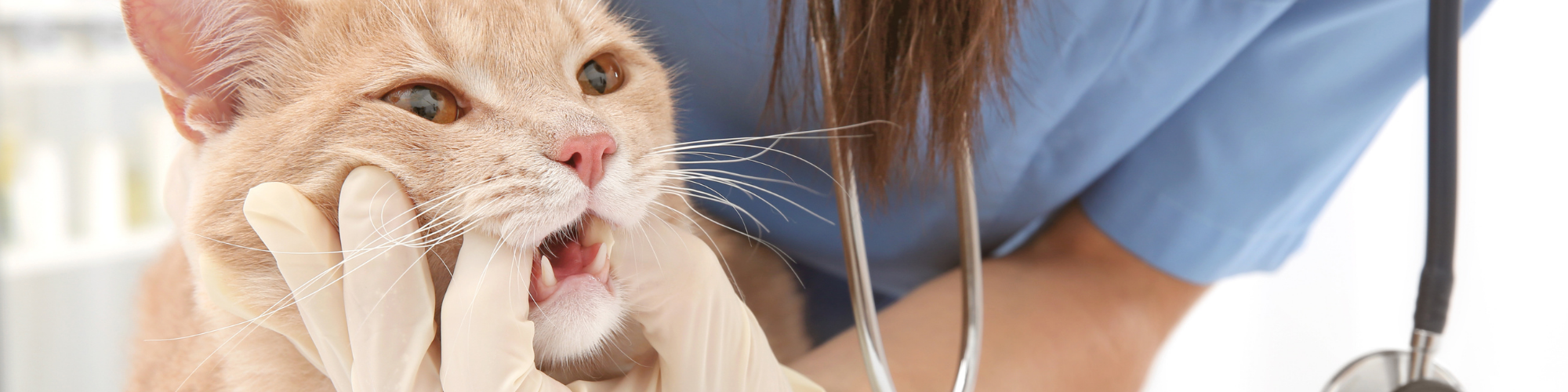 Choosing the right veterinarian for your cat